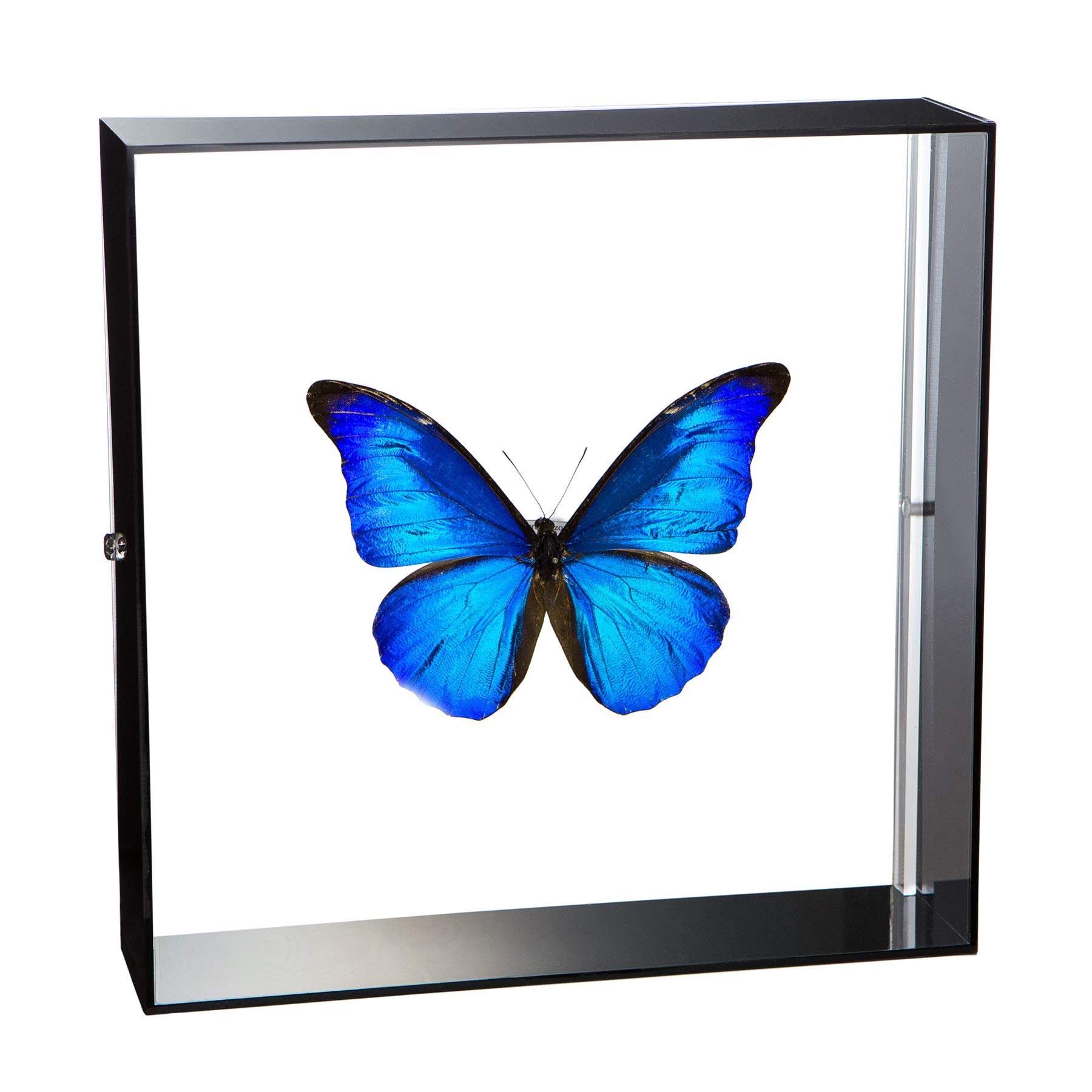 Amazon.co.jp: 蝶の標本 レテノールモルフォ Morpho rhetenor モルフォ