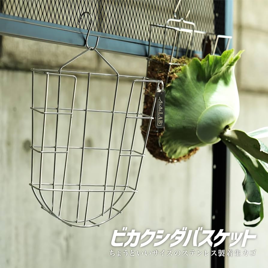 Amazon.co.jp: BIBILAB(ビビラボ) ビカクシダバスケット 3個セット