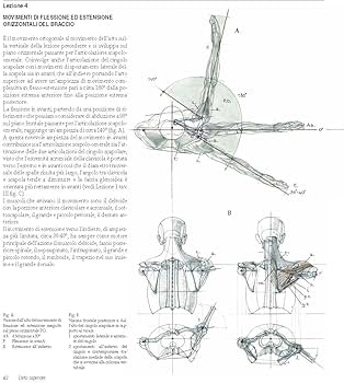 Amazon.co.jp: Struttura uomo in movimento. Manuale di anatomia