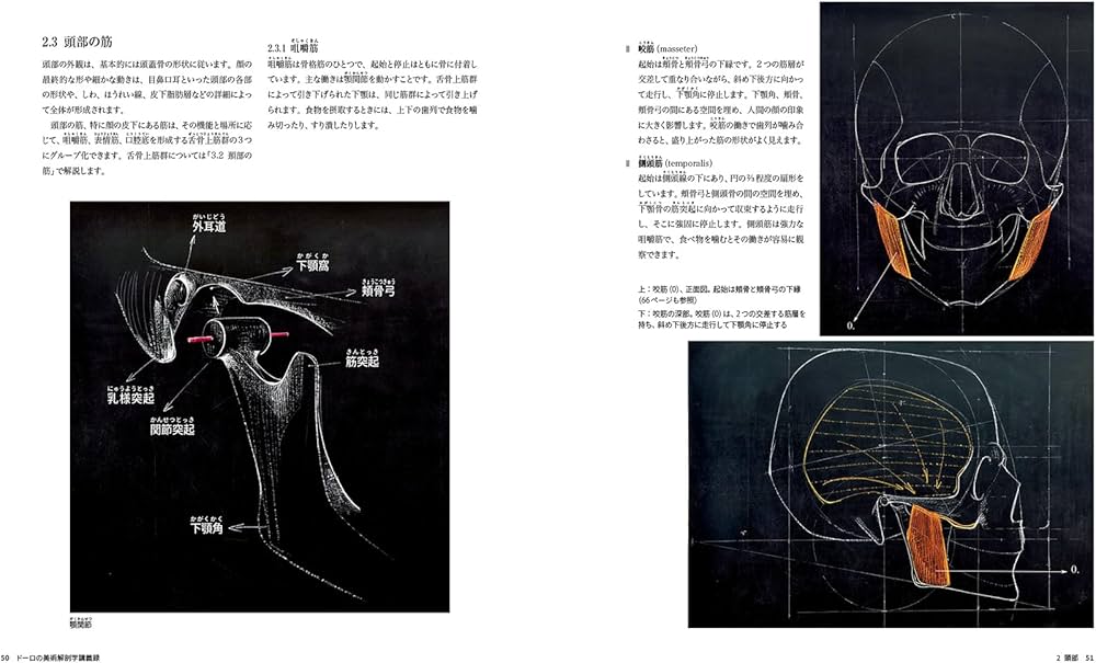 ドーロの美術解剖学講義録 | サンドロ・ドーロ, アンドレアス