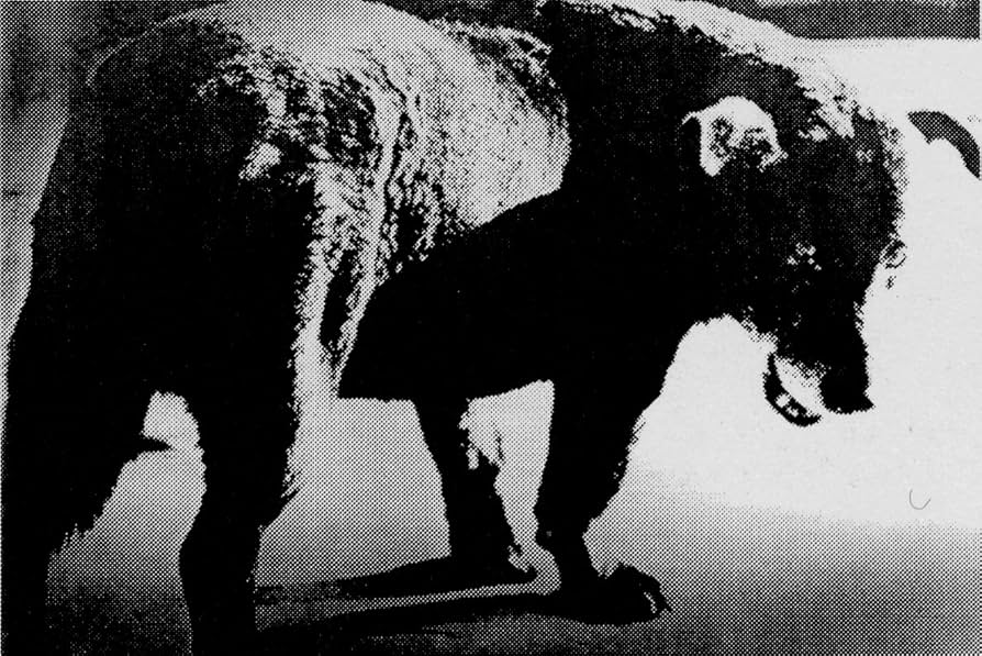 Amazon.co.jp: ≒(ニアイコール)森山大道 [DVD](NEAR EQUAL MORIYAMA