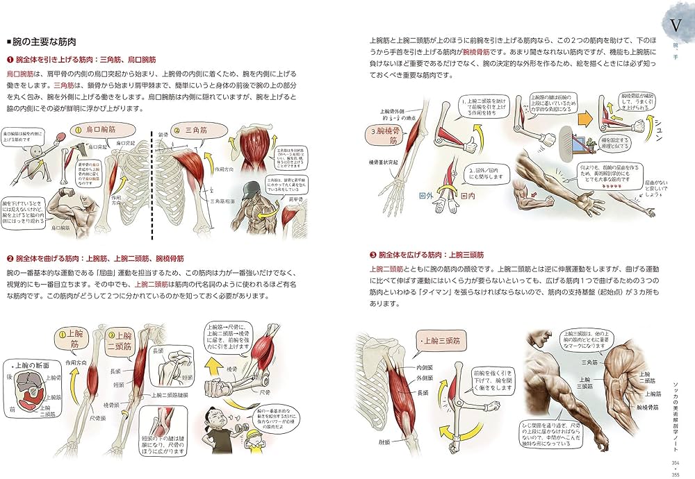 Amazon.com: ソッカの美術解剖学ノート: 9784274507151: ソク
