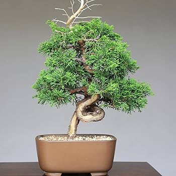 818uLX2w6YL._AC_UF350,