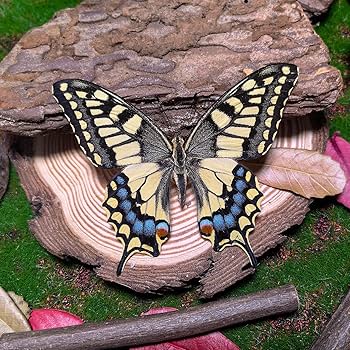 Amazon | LIVIA 本物の蝶標本、壁掛け装飾、デスクトップ羽のある昆虫