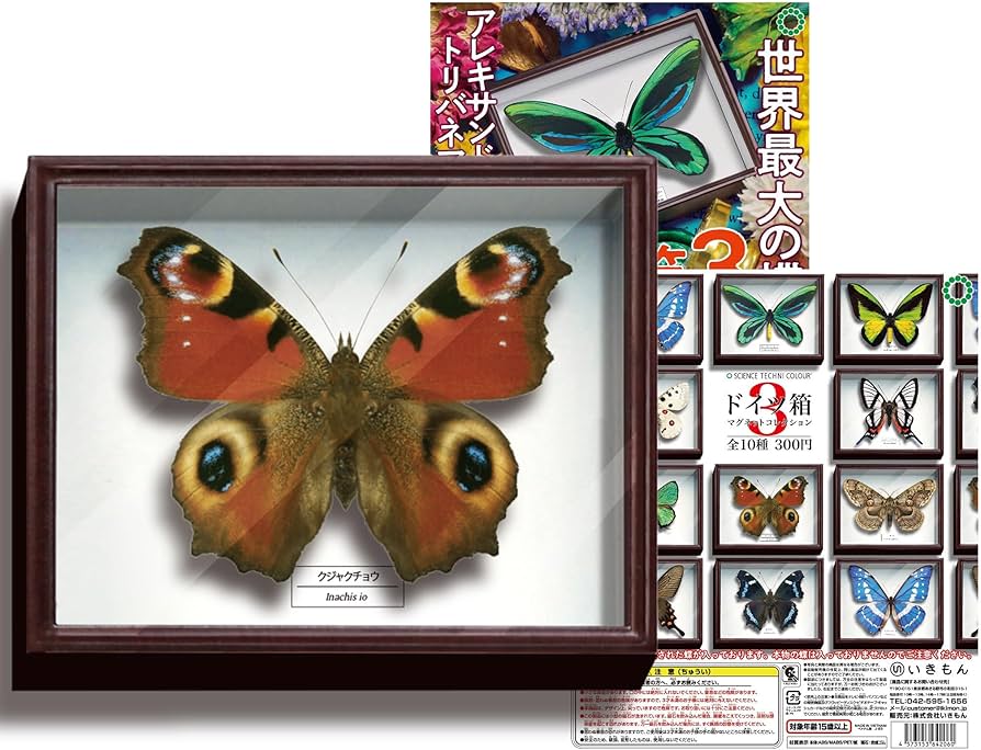 大型標本箱(ドイツ箱？)3個セット 大型標本箱(ドイツ箱？)3個セット