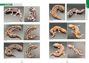 モルフ図鑑 ニシアフリカトカゲモドキ 心ときめく体色や模様の魅力