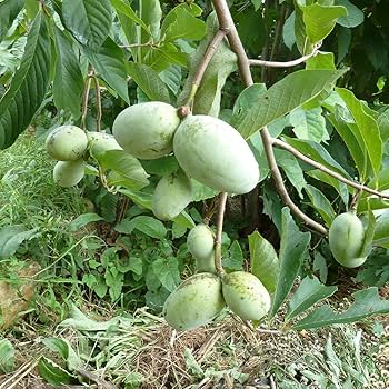 Amazon.co.jp: ITANSE ポポー2年生接木苗/5号ポット苗(品種