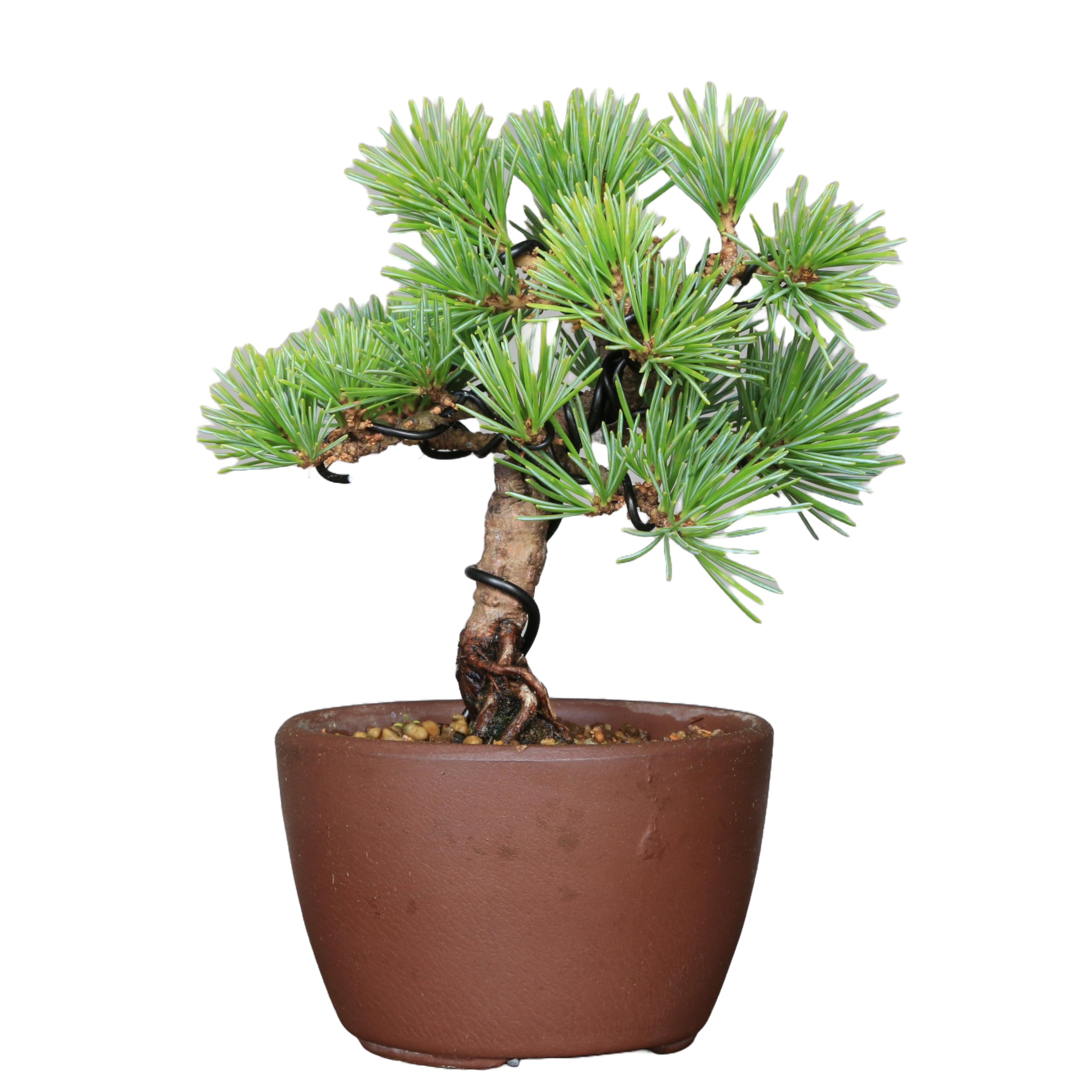 小品盆栽、赤石五葉松、根上り、模様木 目立った汚れ傷無しmedabon