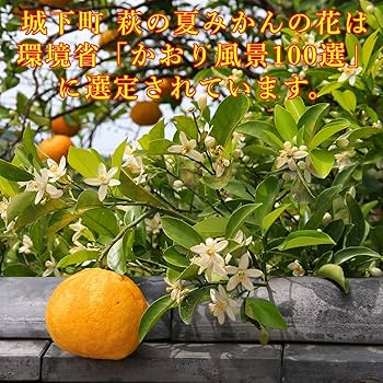 Amazon.co.jp: 【おひなた夏みかん】 山口県限定 夏みかん クッキー