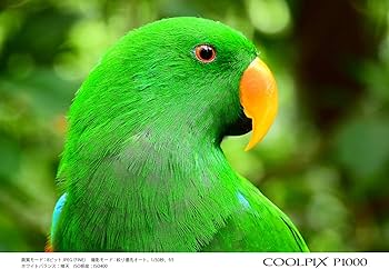 Amazon | Nikon デジタルカメラ COOLPIX P1000 ブラック クールピクス