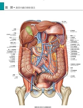 グレイ解剖学アトラス 原著第2版 電子書籍(日本語版)付 | Richard L