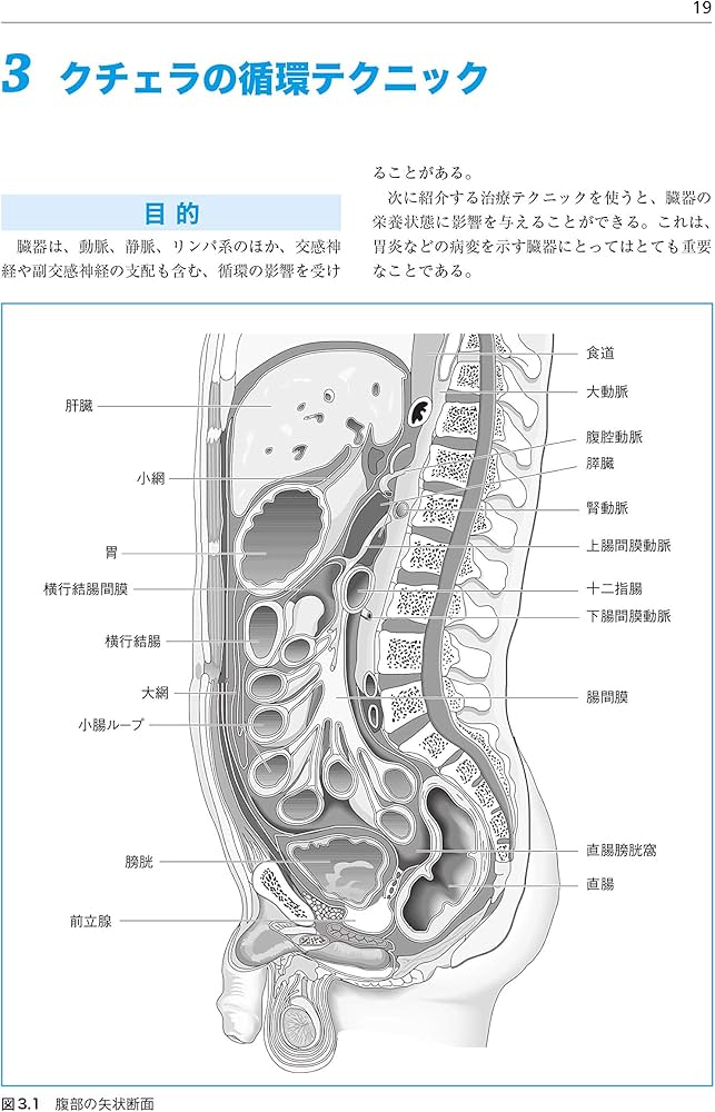 年始セール! オステオパシーマニピュレーションテクニック Amazon.co