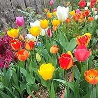 Amazon | ごちゃまぜ てんこ盛り おまかせチューリップ 球根 500球