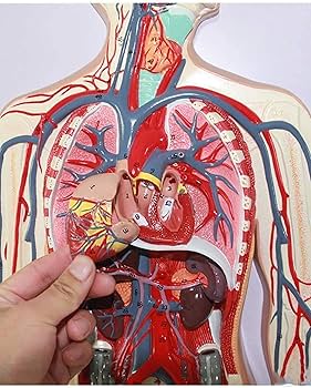 Amazon.co.jp: 自然なサイズ1/2人間の血液循環システムモデルPVC人間の