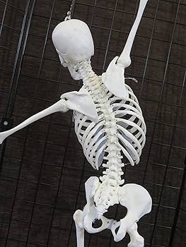 81Kb2btBhWL._AC_UF350,