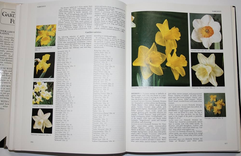 81hryc2ZrRL._AC_UF1000,