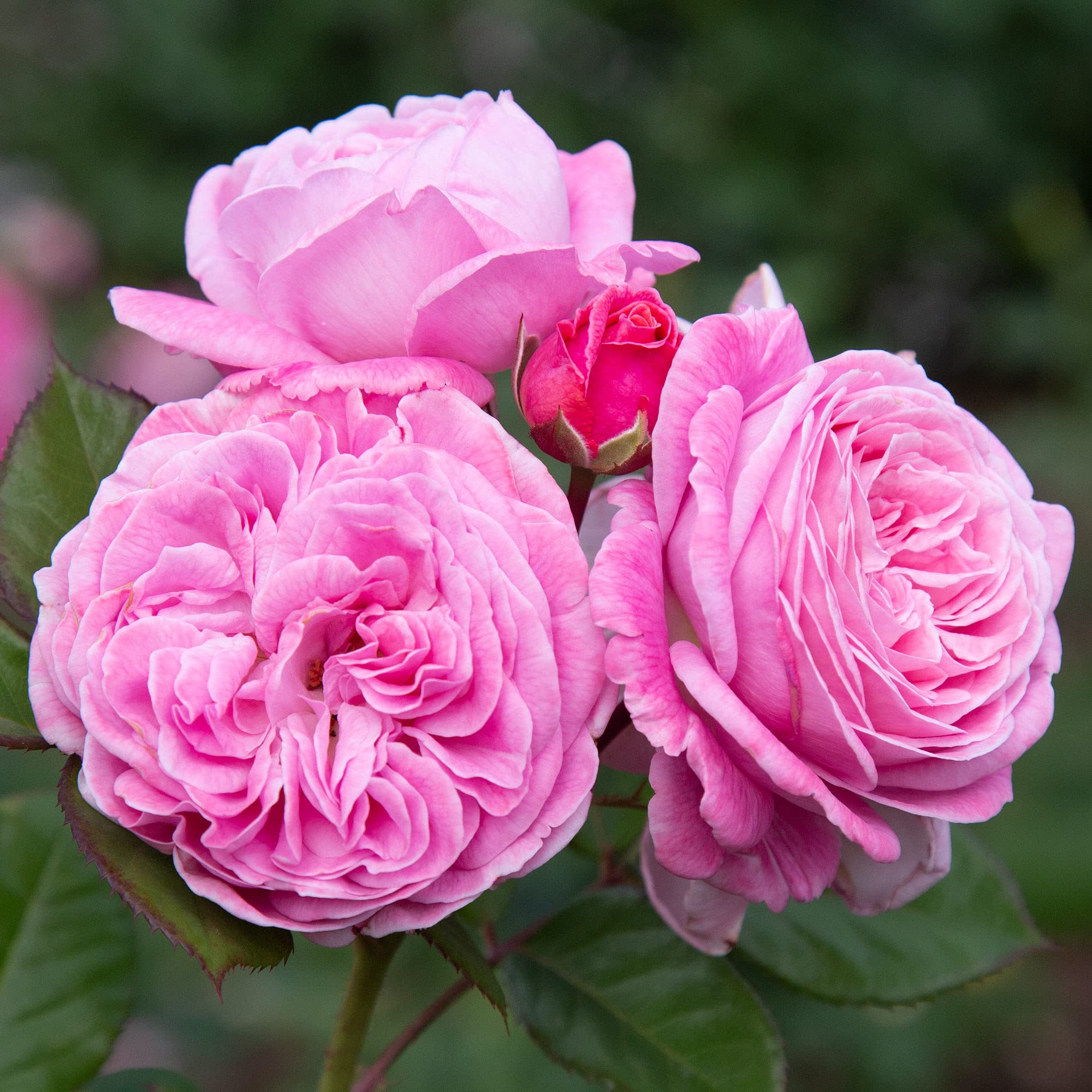 Amazon.com : Heirloom Roses Rose Plant - Parfuma® Summer Romance