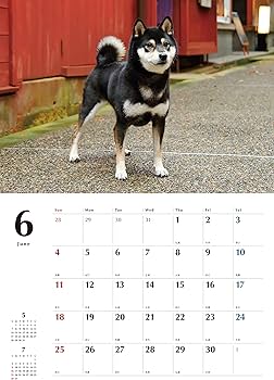 Amazon.co.jp: 黒柴カレンダー2023(壁掛け) ([カレンダー]) : 蜂巣