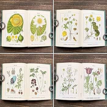 81rdPAhoGqL._AC_UF350,