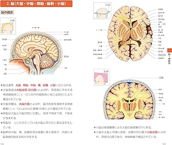 Amazon.co.jp: 解剖生理ポケットブックmini : 竹田津 文俊: 本