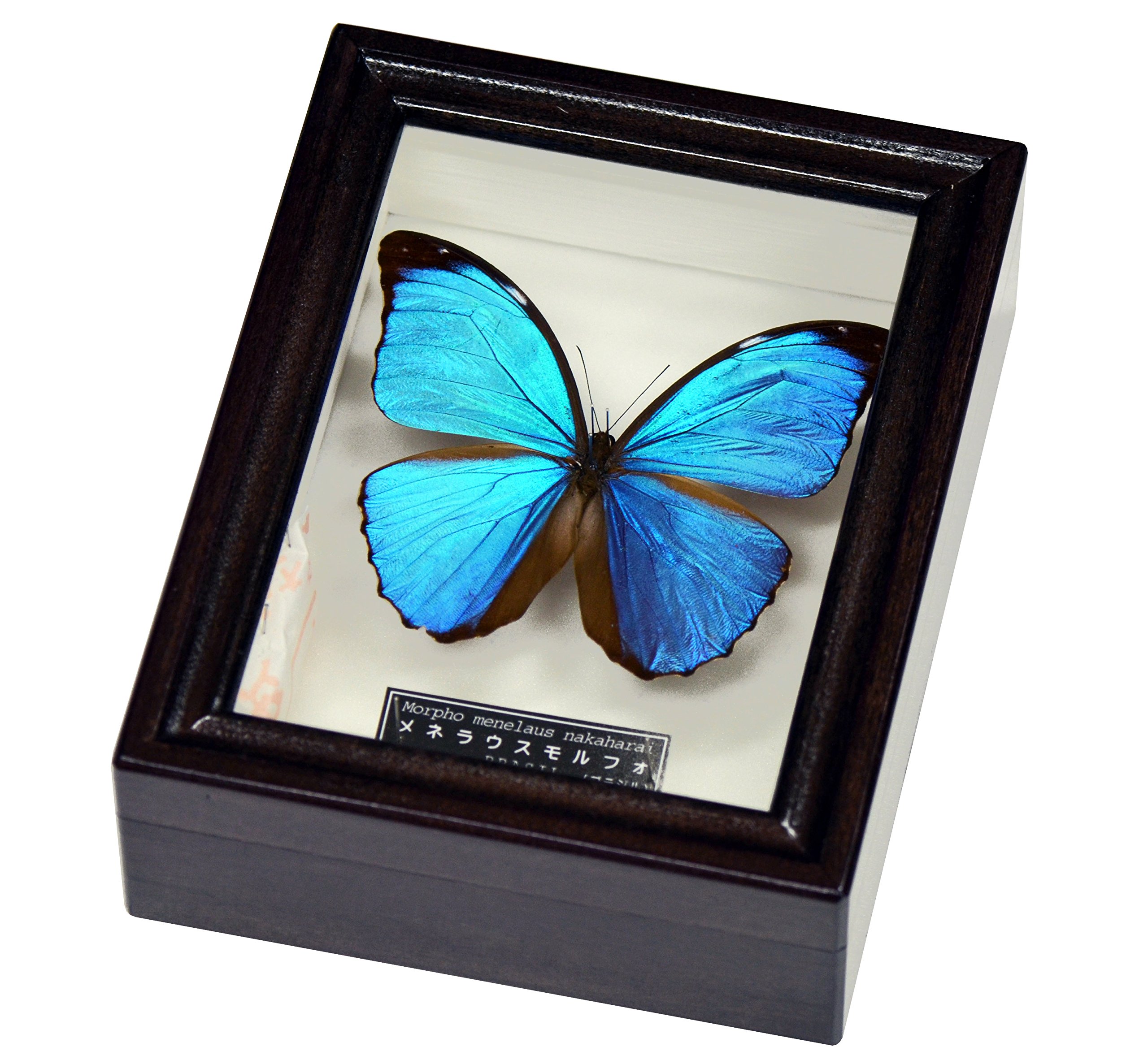 Amazon | 青く輝く美しい蝶の標本 名和昆虫博物館企画・製作