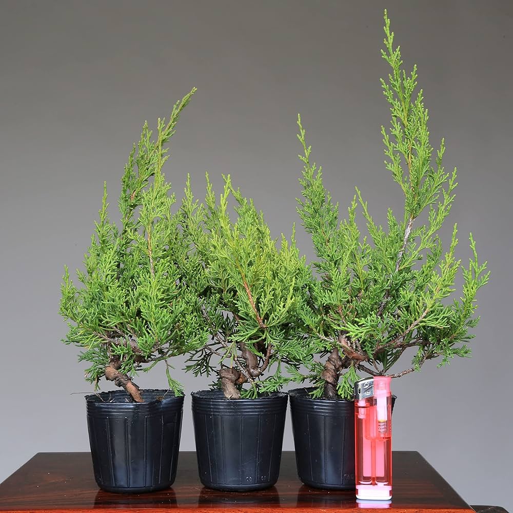 Amazon.co.jp: 糸魚川真柏 盆栽 素材・苗木 3本セット【泰寿園 Online