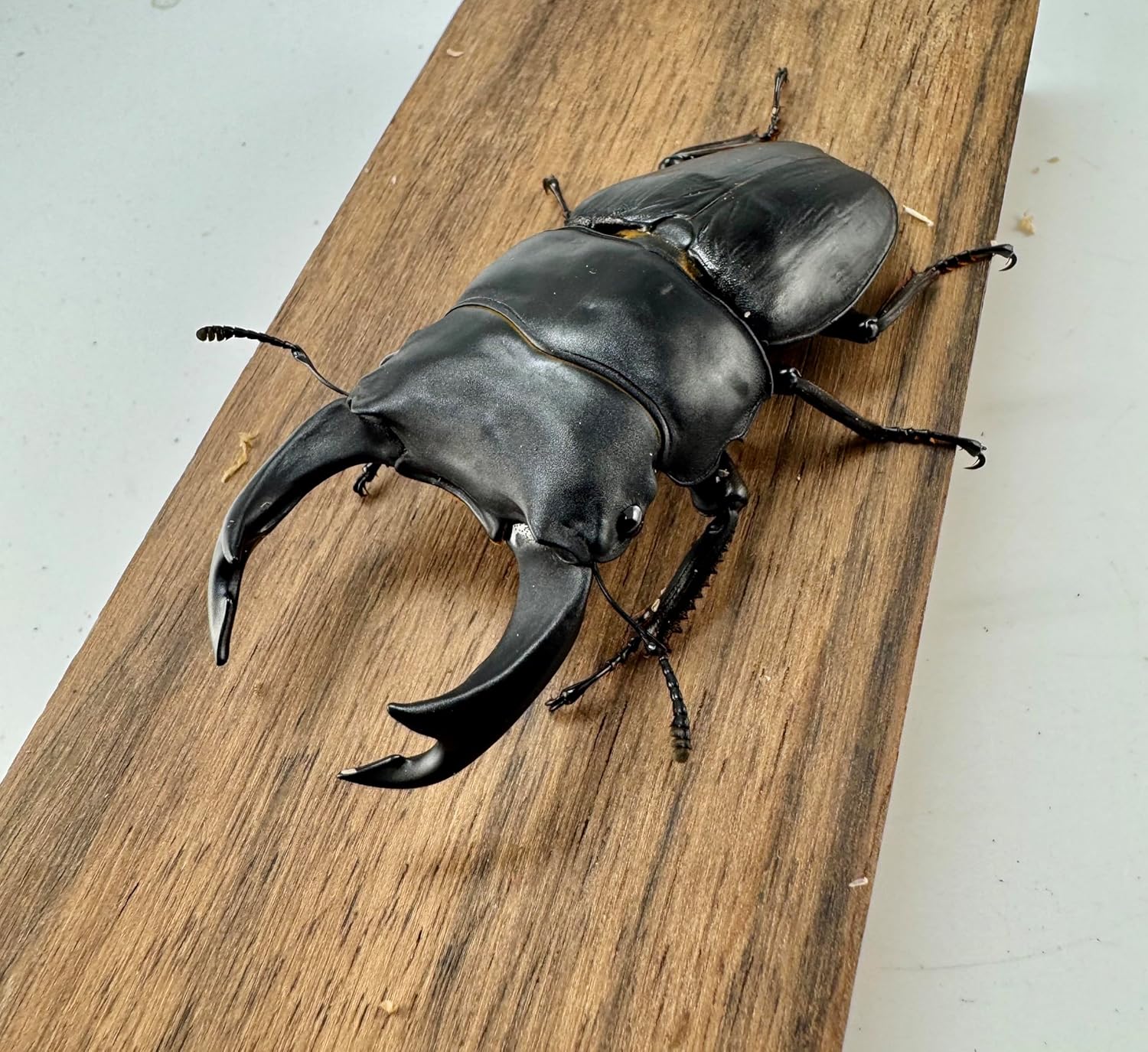 標本】ヴァズデメロゾウカブト ボリビア産 100.1ミリ 飼育品WF2 標本