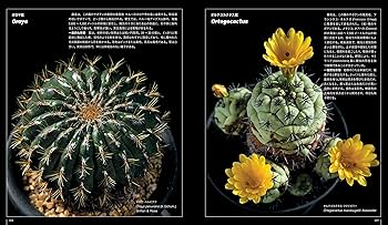 サボテン全書 All about CACTUS | パワポン・スパナンタナーノン, 飯島
