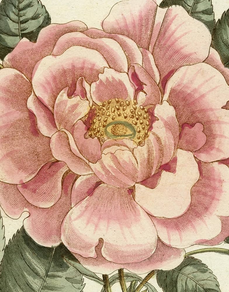 Amazon | John Derian Picture Book II | Derian, John | Decorating