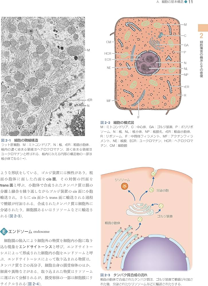 標準病理学 第7版 (Standard Textbook) | 北川 昌伸, 仁木 利郎, 小田