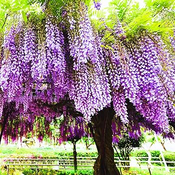 91FKfPqTrjL._AC_UF350,