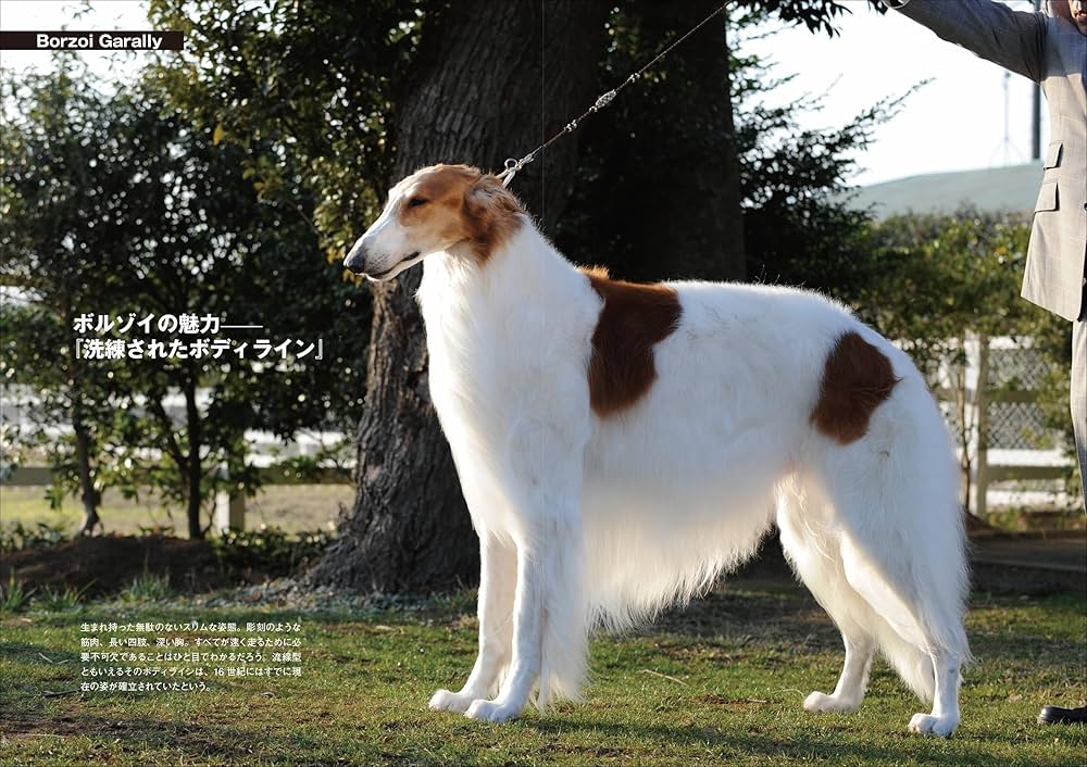 Amazon.co.jp: ボルゾイの事典: 性格、飼育、沿革、繁殖まですべてが