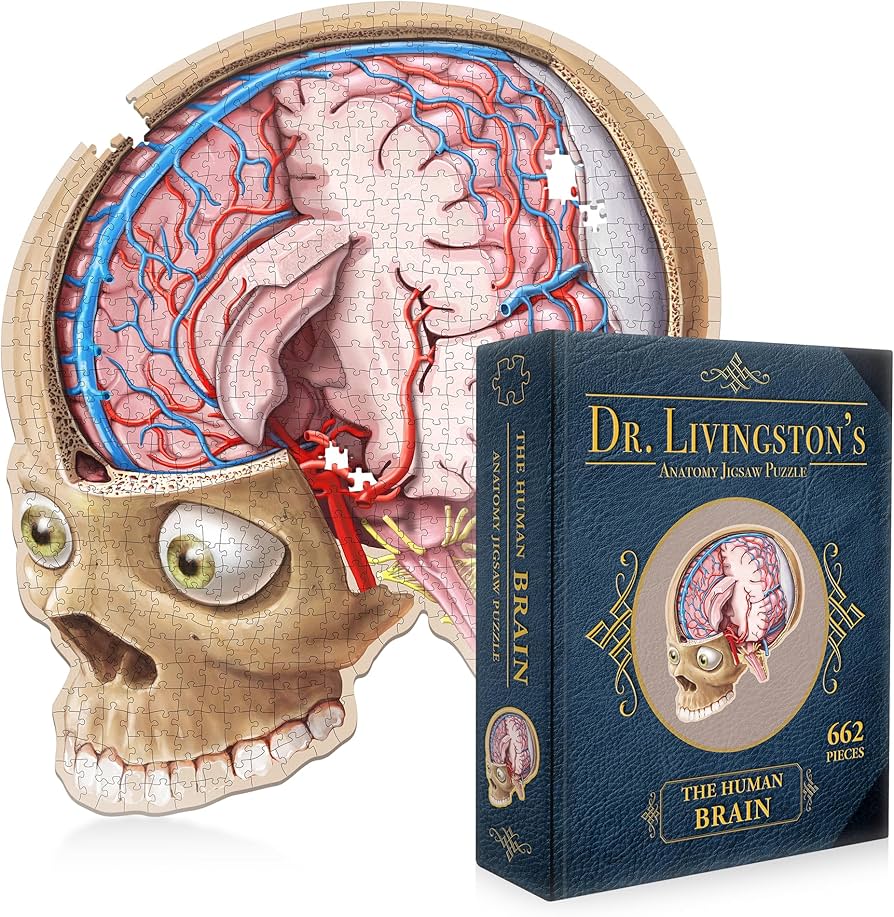 Amazon.com: Dr Livingston's Human Anatomy Organ Puzzle Bundle
