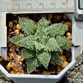 Amazon｜多肉植物 観葉植物 ハオルチア ハオルシア バブルコレクタ