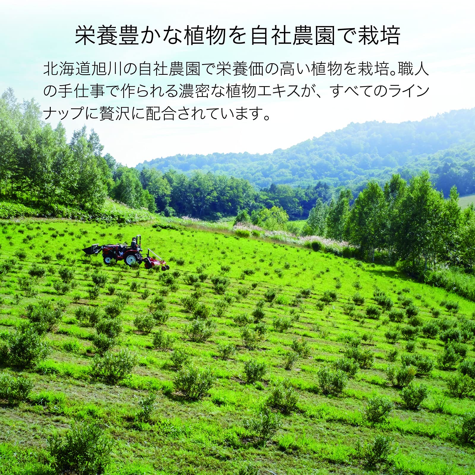 Amazon | 【 メゾンレクシア 公式 】 MAISON LEXIA L'ORACLE クリーム