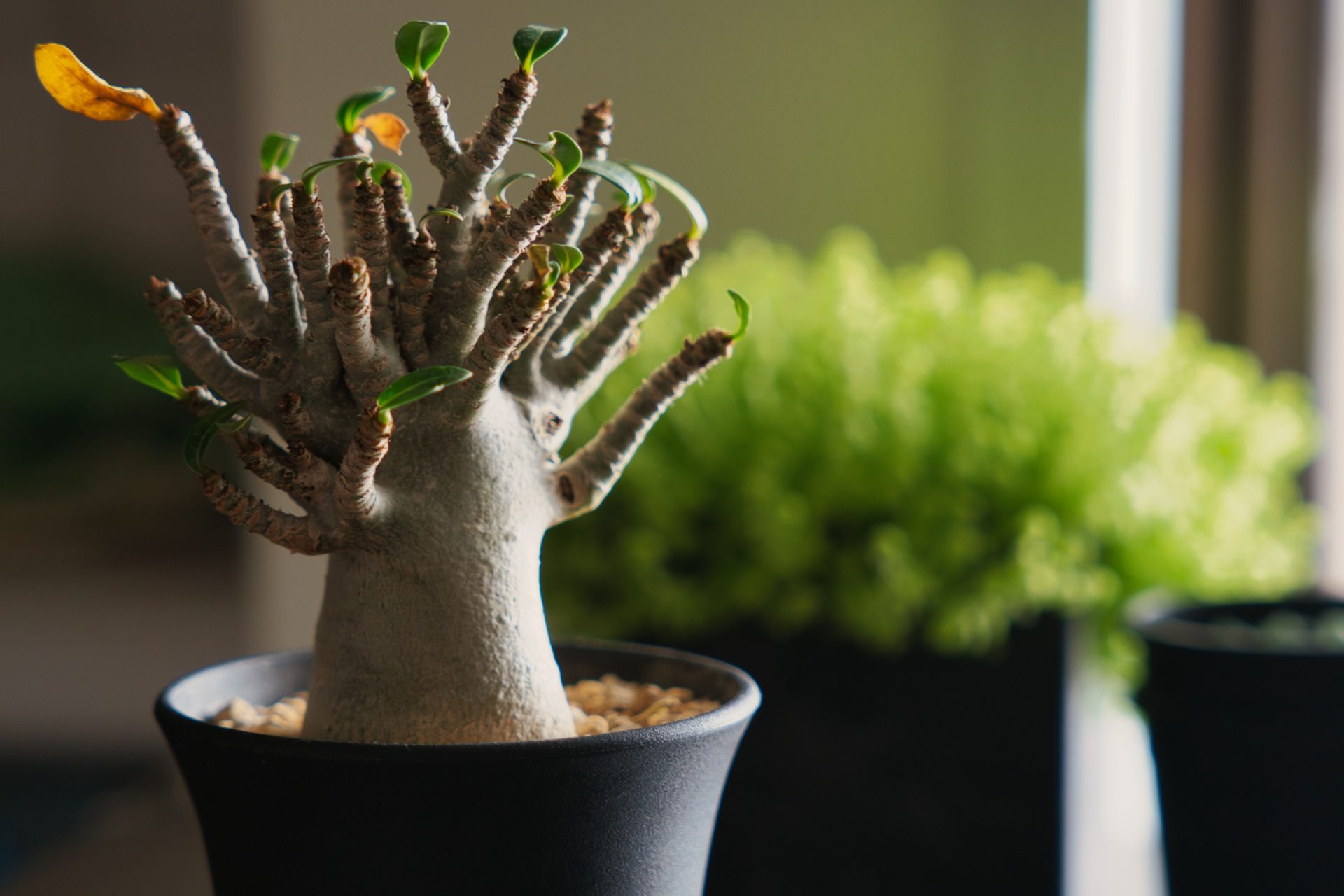 唯一無二】塊根植物（コーデックス）の魅力とおすすめの品種を解説