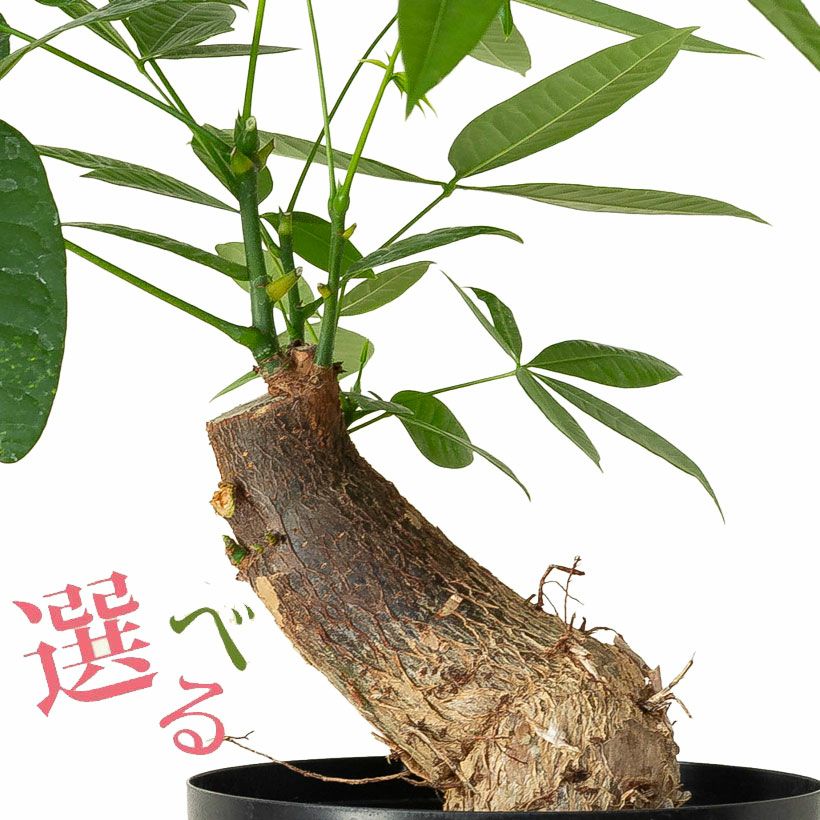 幹曲がり。塊根植物みたいなパキラグラブラ