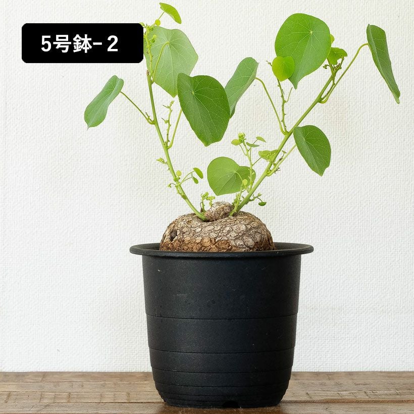 ステファニア・スベローサ（写真現品）人気の塊根植物