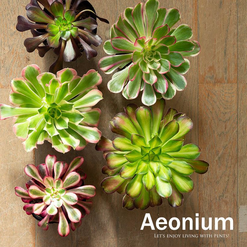 アエオニウムショウカ/シャネル/クジャクレイ/アフターグロウ/リバー