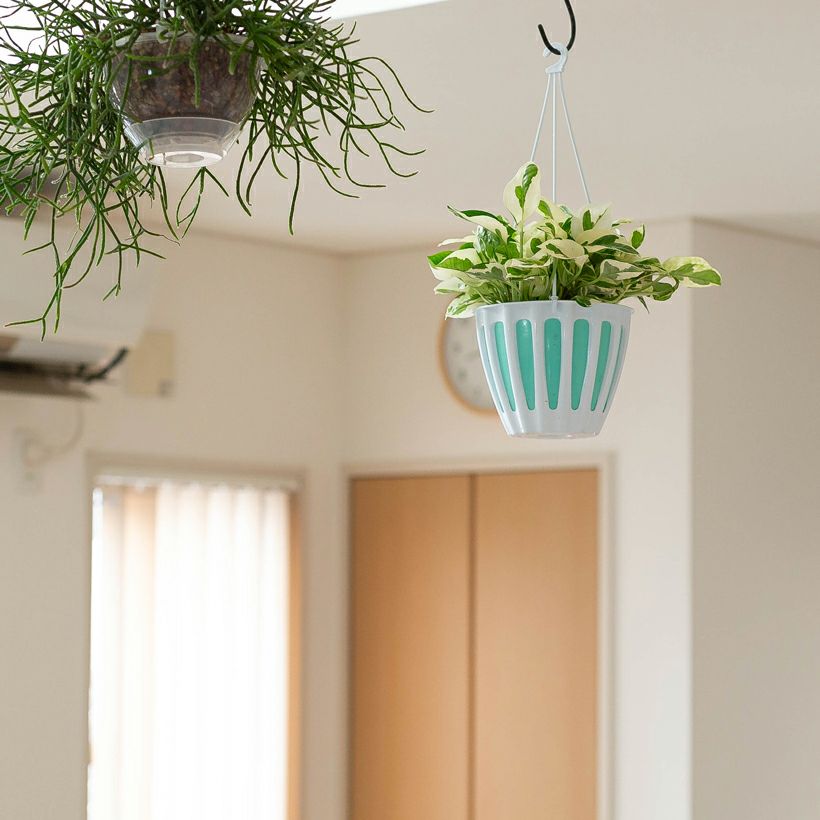 ポトス『ハンギング』吊り下げ鉢は、水やり楽なバスケットtype