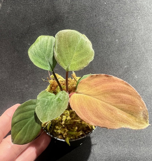 Homalomena sp.“Honey Bee“ from Kapuas【AZ1122-1】増殖株 - 熱帯魚の