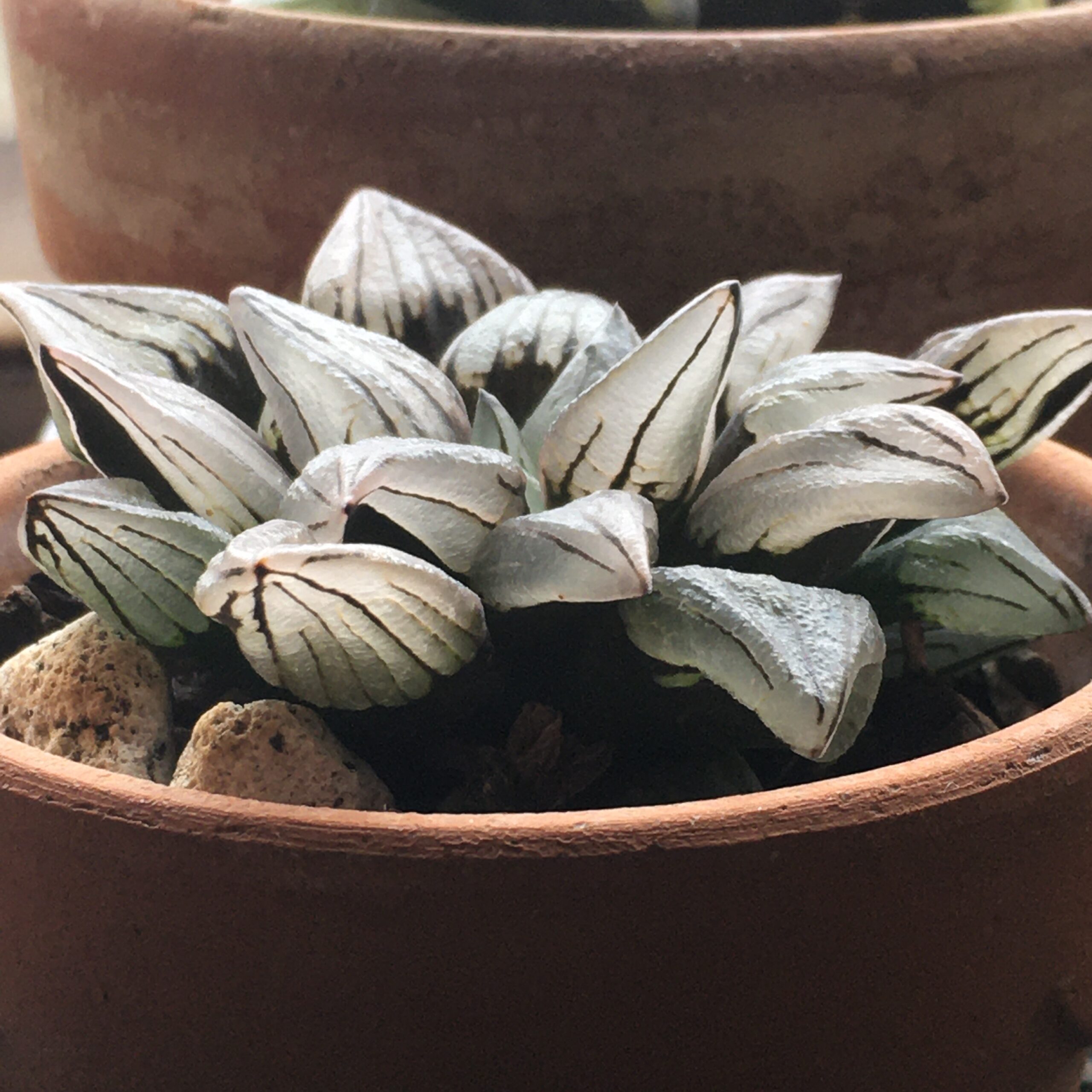 ハオルチア アトロフスカミュータントの育て方 鈍色の窓がかっこいいぜ