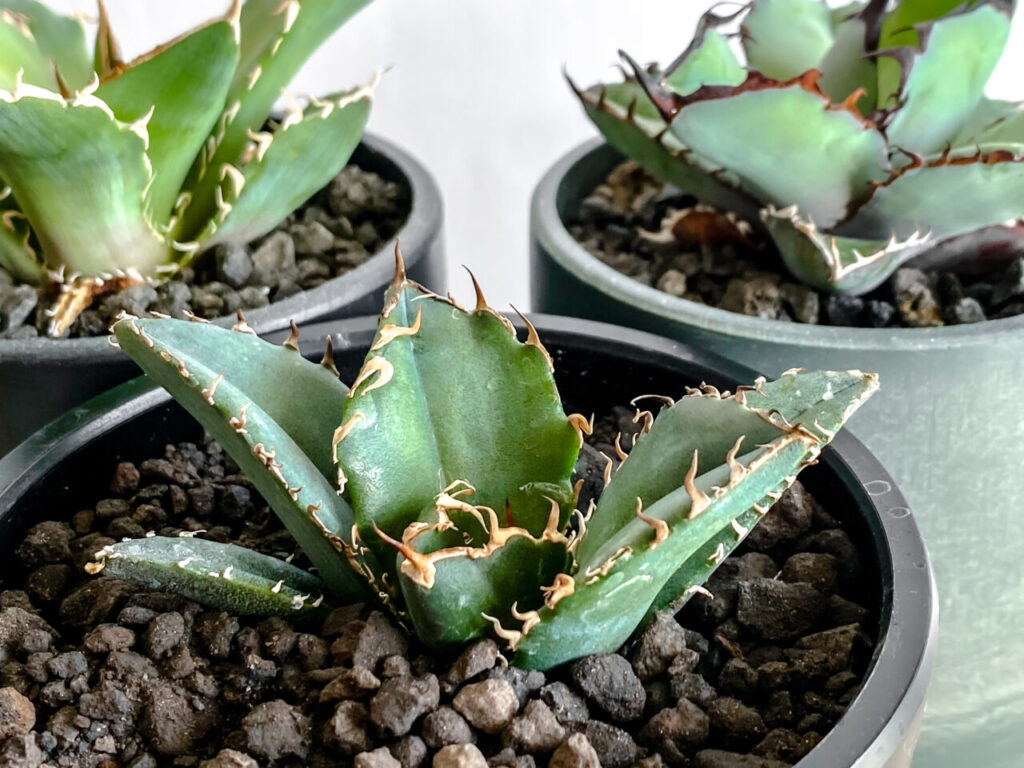 アガベ・白鯨を買ったのでオテロイやチタノタと見比べてみた！！ | も