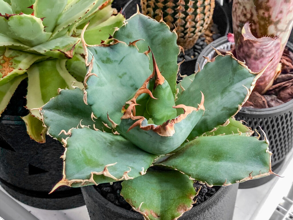 アガベ・チタノタ”白鯨”を植え替えたッ！！ | もすレコ。