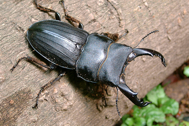 スジブトヒラタクワガタ