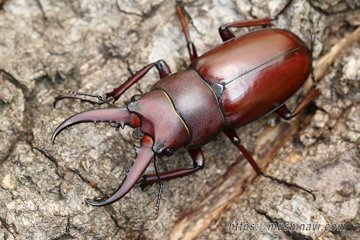 ヤエヤマノコギリクワガタ