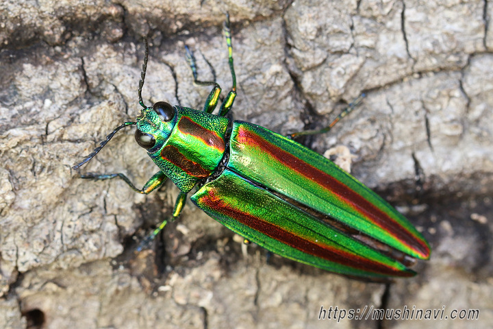 ヤマトタマムシ