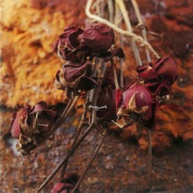 君は蜜よりも甘く(アルバム) Merry Go Round | オリミュウストア