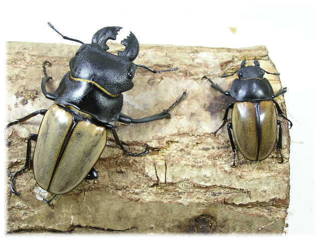 カステルナウツヤクワガタ