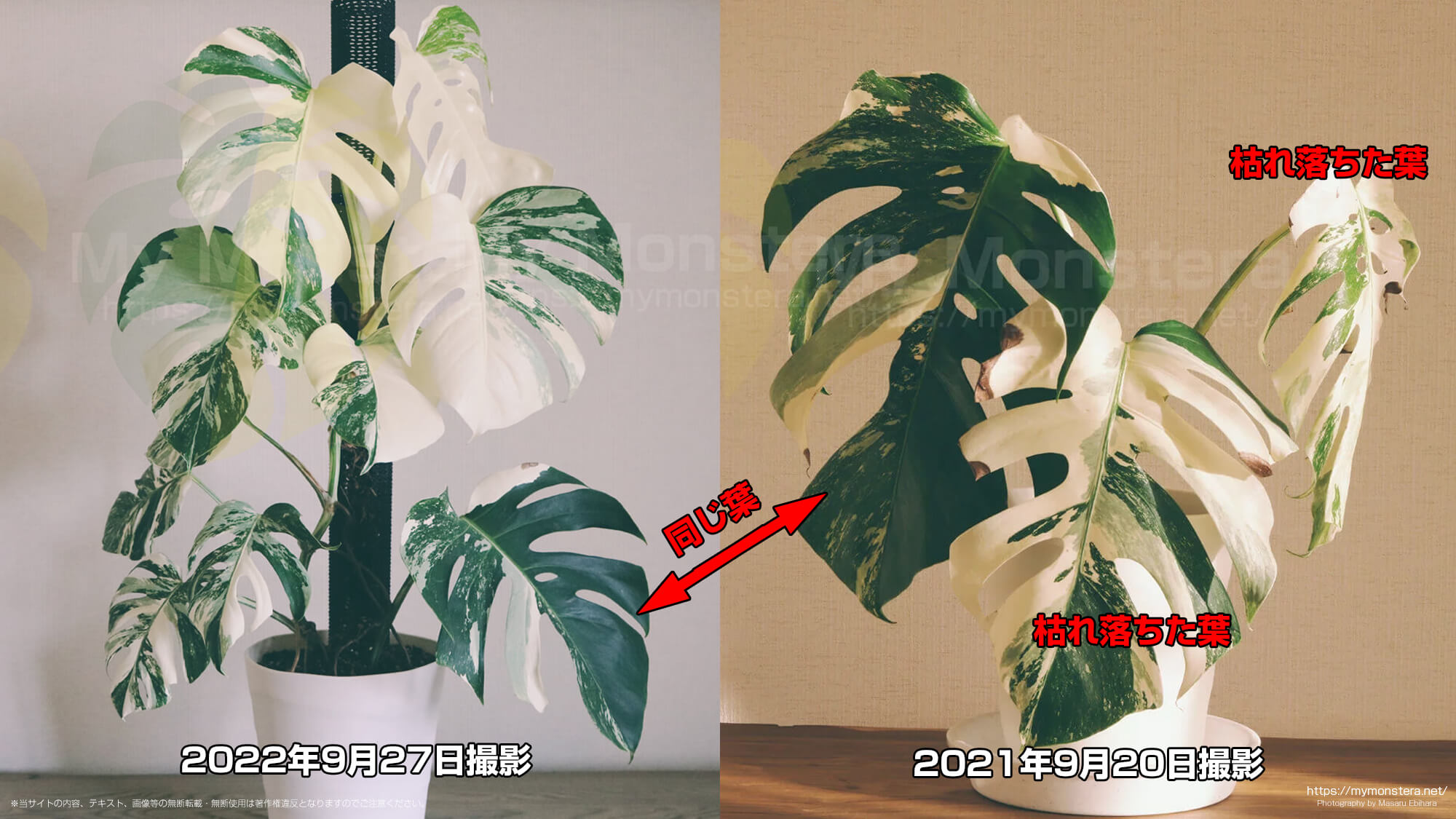 一年で成長した斑入りモンステラの栽培記録 - 私のモンステラ